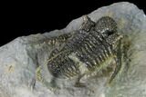 Very Detailed Cyphaspis Trilobite - Ofaten, Morocco #170929-4